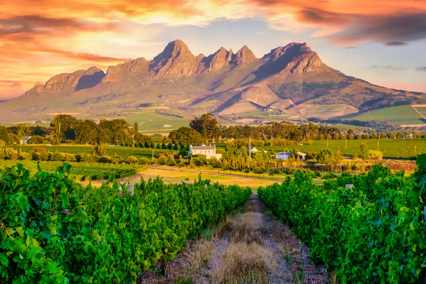 South Africa Wine Estate - Constantia vineyards and wine farms