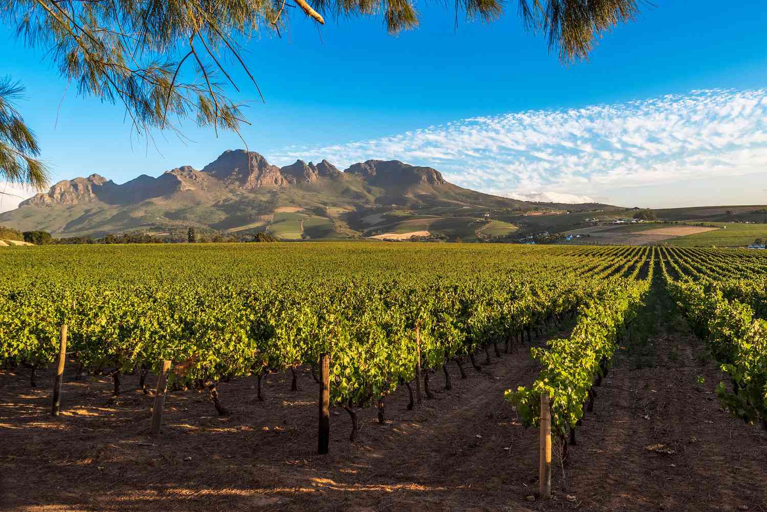 South Africa Wine Estate - Durbanville vineyards and wine farms