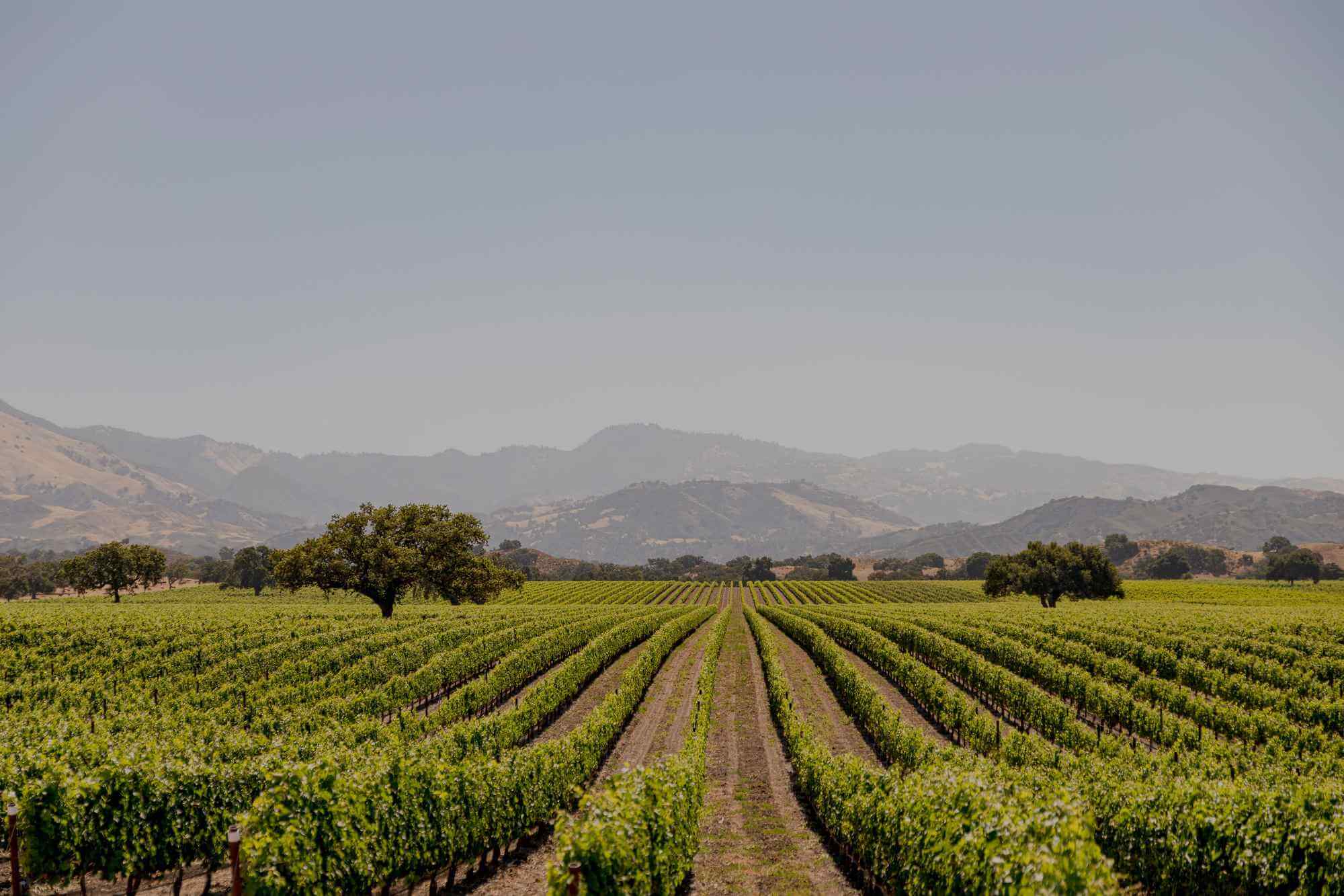 South Africa Wine Estate - Elgin vineyards and wine farms