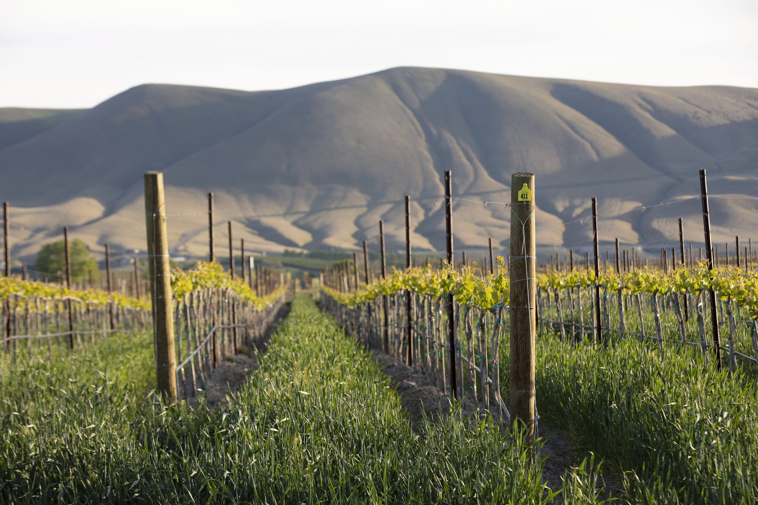 South Africa Wine Estate - Robertson vineyards and wine farms