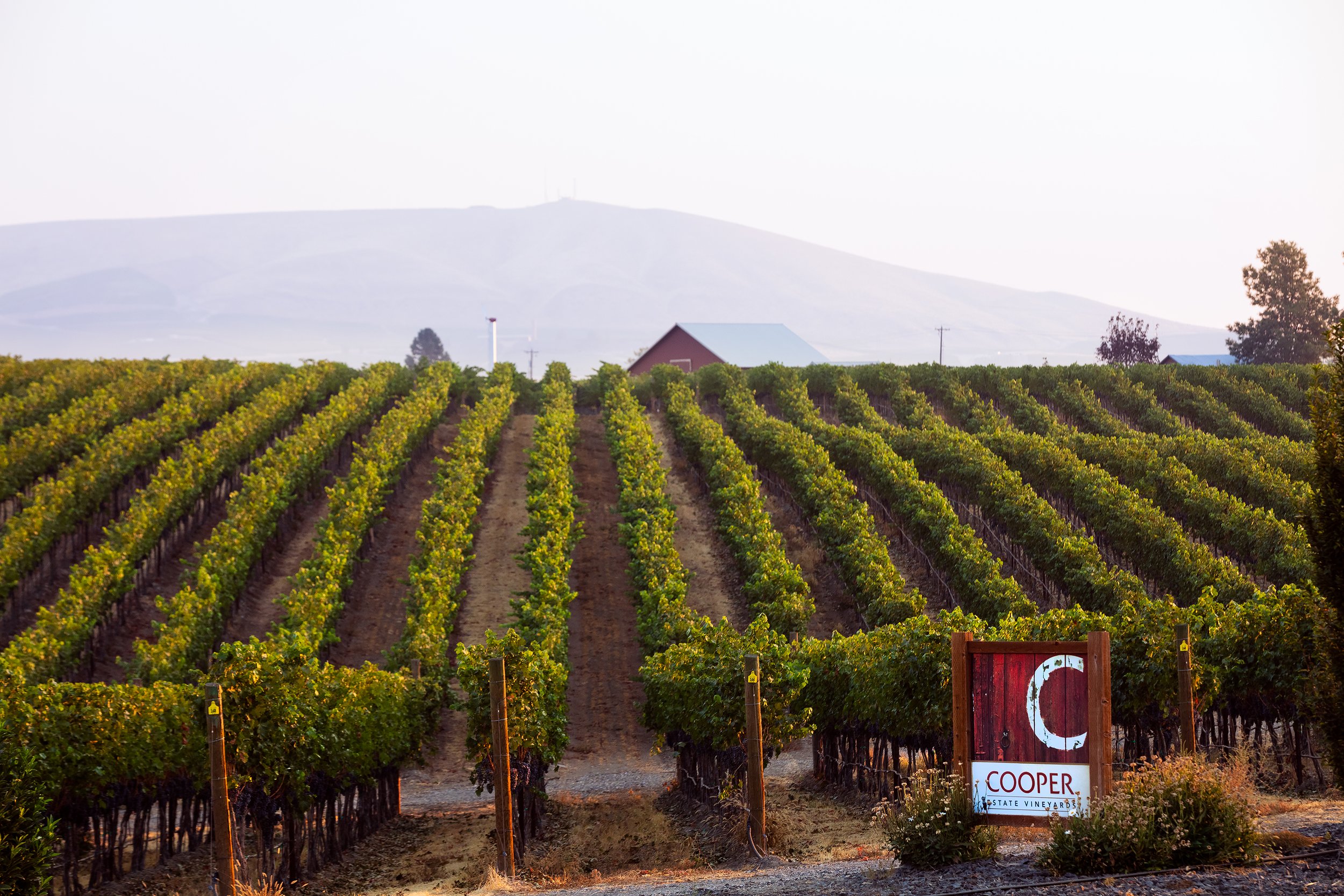 South Africa Wine Estate - Swartland vineyards and wine farms